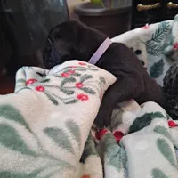 Purple Collar - Female / Black, a female Cane Corso for sale in Waldorf, MD – Photo 2 of 5