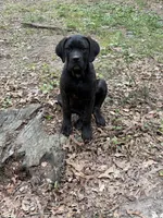 Brown Collar- Black Brindle Male, a male Cane Corso for sale in Waldorf, MD – 3 of 5