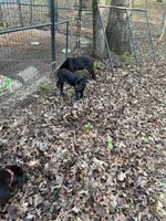 Red Collar - Male / Black, a male Cane Corso for sale in Waldorf, MD – 8 of 9
