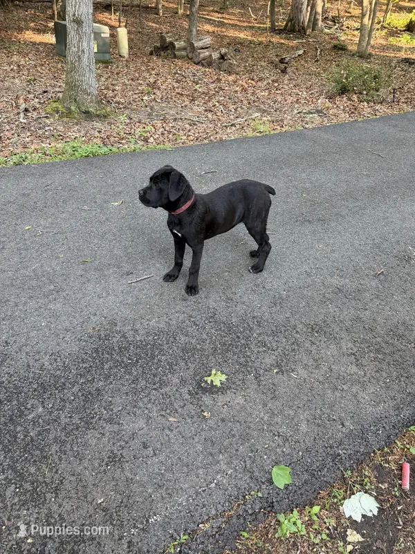 Pink Collar - Female / Black Brindle – Cane Corso puppy for sale in Waldorf, MD