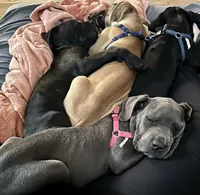 Tan Collar- Fawn- Male, a male Cane Corso for sale in Waldorf, MD – 7 of 9