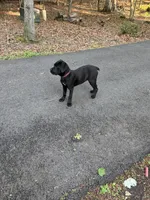 Pink Collar - Female / Black Brindle, a female Cane Corso for sale in Waldorf, MD – 7 of 7