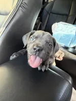 Purple Collar- Female- Blue Coat, a male Cane Corso for sale in Waldorf, MD – 2 of 9