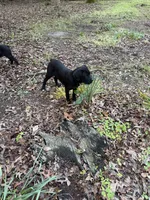 Red Collar - Male / Black, a male Cane Corso for sale in Waldorf, MD – 1 of 9