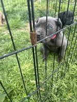 Purple Collar- Female- Blue Coat, a male Cane Corso for sale in Waldorf, MD – 8 of 9