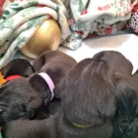 Red Collar - Male / Black, a male Cane Corso for sale in Waldorf, MD – Photo 3 of 4