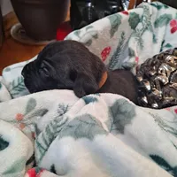 Brown Collar - Male / Brindle, a male Cane Corso for sale in Waldorf, MD – Photo 2 of 4