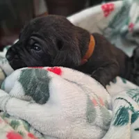 Brown Collar - Male / Brindle, a male Cane Corso for sale in Waldorf, MD – Photo 3 of 4