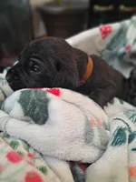 processed/fa01f870-922d-4482-aa66-11226bd25bee/listing/f74c7c9a-f8bf-495e-80f0-fd9457e966a3/6ada77cf-f9af-4d24-b9c0-6561d84ca79b