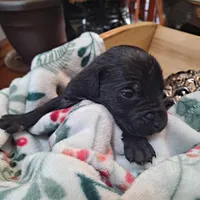 Red Collar - Male / Black, a male Cane Corso for sale in Waldorf, MD – Photo 2 of 4