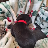 Red Collar - Male / Black, a male Cane Corso for sale in Waldorf, MD – Photo 4 of 4