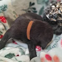 Brown Collar - Male / Brindle, a male Cane Corso for sale in Waldorf, MD – Photo 4 of 4