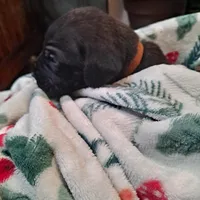 Brown Collar - Male / Brindle, a male Cane Corso for sale in Waldorf, MD – Photo 1 of 4