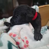 Red Collar - Male / Black, a male Cane Corso for sale in Waldorf, MD – Photo 1 of 4