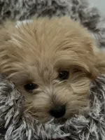 oso, a male Pomapoo for sale in Citrus Heights, CA – 4 of 6