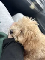 oso, a male Pomapoo for sale in Citrus Heights, CA – 5 of 6