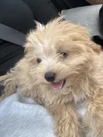 oso, a male Pomapoo for sale in Citrus Heights, CA – 2 of 6