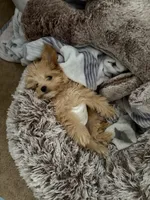 oso, a male Pomapoo for sale in Citrus Heights, CA – 6 of 6
