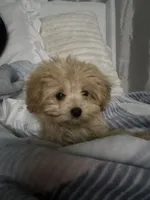 oso, a male Pomapoo for sale in Citrus Heights, CA – 3 of 6