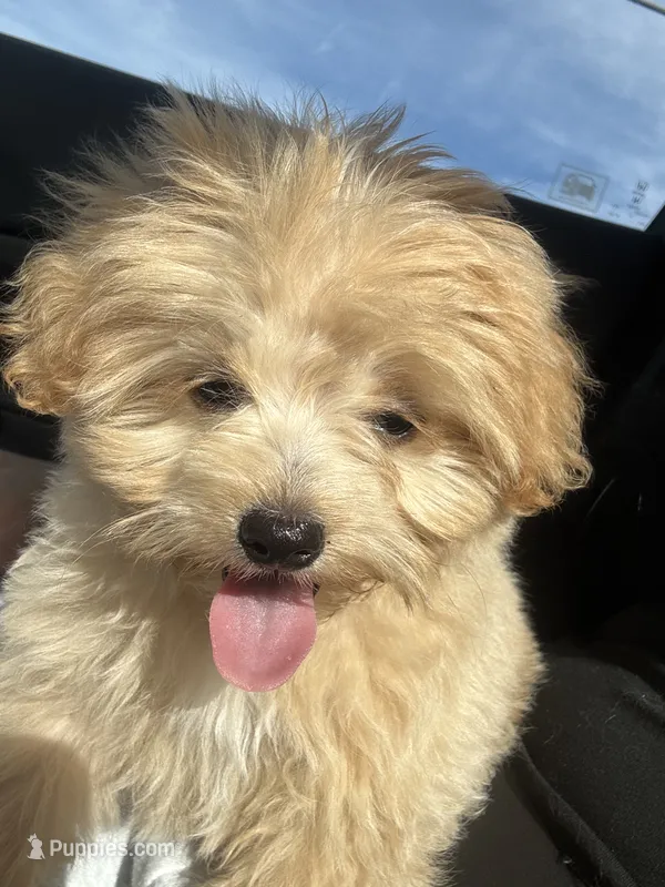 oso – Pomapoo puppy for sale in Citrus Heights, CA