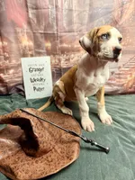 processed/fa0756e2-e158-4692-a28d-5a8df2053bf7/listing/7c76707a-f920-4ae7-9e88-2f29b0560502/b51c1ba6-e9ba-4a37-a9d2-dac88d7fe34d