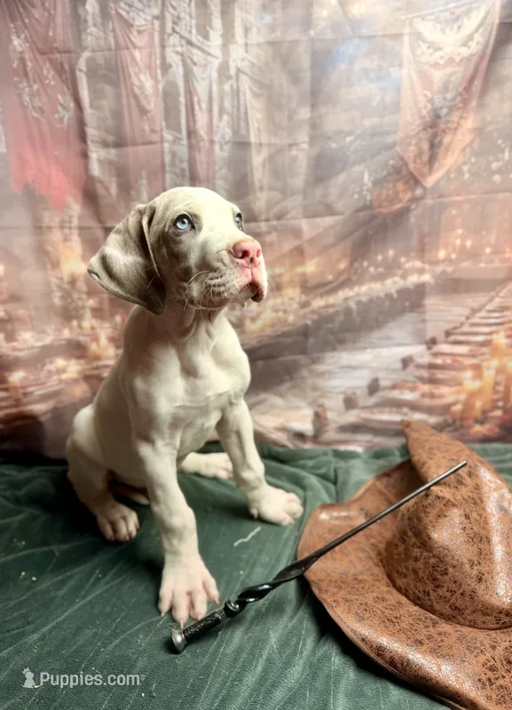 AKC Blue fawnquin Headed pied