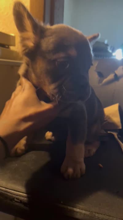 Barbie, a female French Bulldog for sale in Daytona Beach, FL – 3 of 3