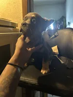 Barbie, a female French Bulldog for sale in Daytona Beach, FL – 2 of 3