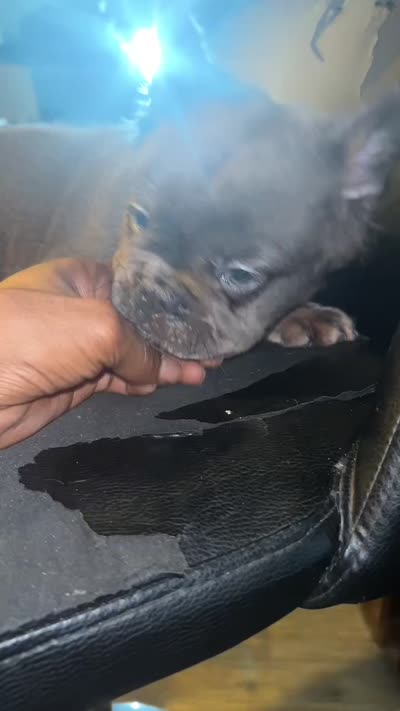 Blueberry , a male French Bulldog for sale in Daytona Beach, FL – 1 of 1