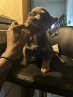 Barbie, a female French Bulldog for sale in Daytona Beach, FL – 1 of 3