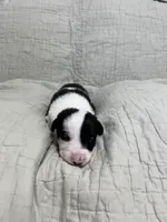 Shenanigan, a male Border Collie for sale in Scottsburg, IN – Photo 4 of 4