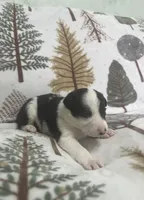 Shenanigan, a male Border Collie for sale in Scottsburg, IN – Photo 1 of 4