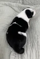 Shenanigan, a male Border Collie for sale in Scottsburg, IN – Photo 2 of 4