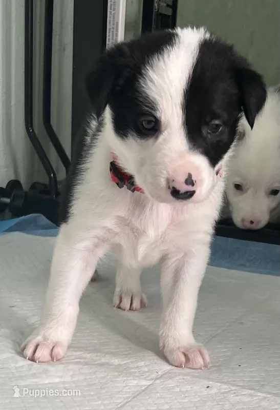 Shenanigan – Border Collie puppy for sale in Scottsburg, IN