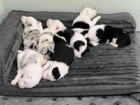 Blarney, a male Border Collie for sale in Scottsburg, IN – Photo 3 of 3