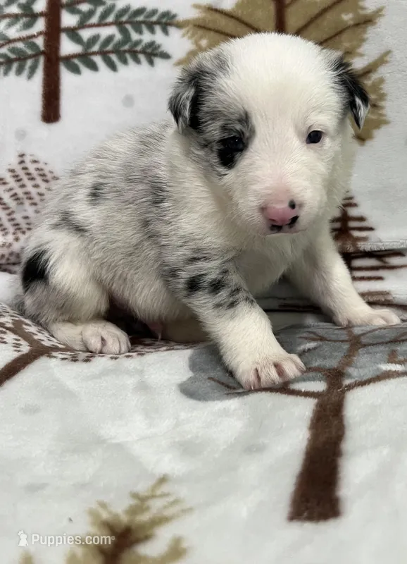 Blarney – Border Collie puppy on hold in Scottsburg, IN