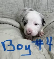 Blarney, a male Border Collie for sale in Scottsburg, IN – Photo 2 of 3