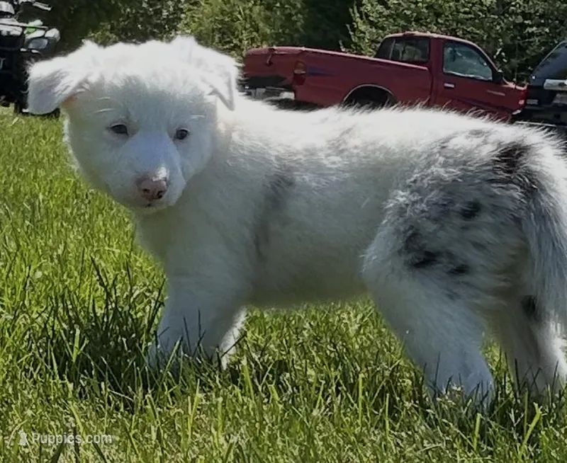 Lucky – Border Collie puppy for sale in Scottsburg, IN