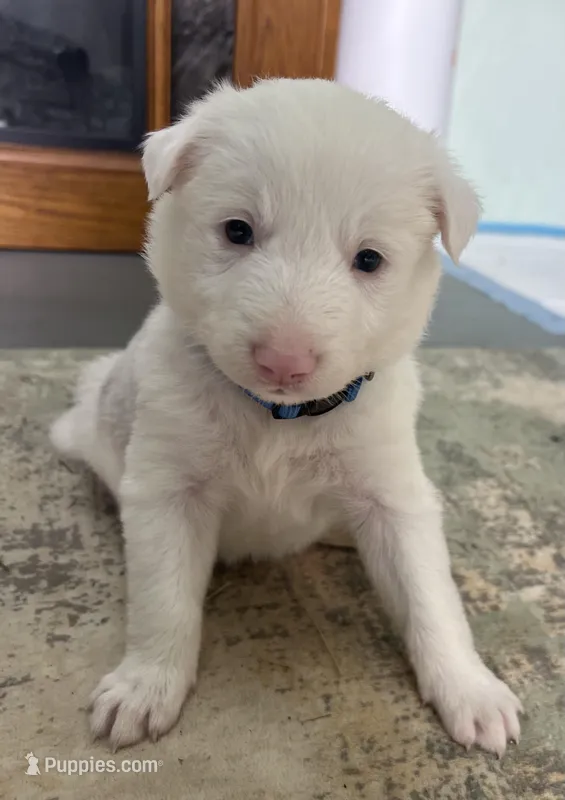 Lucky – Border Collie puppy for sale in Scottsburg, IN
