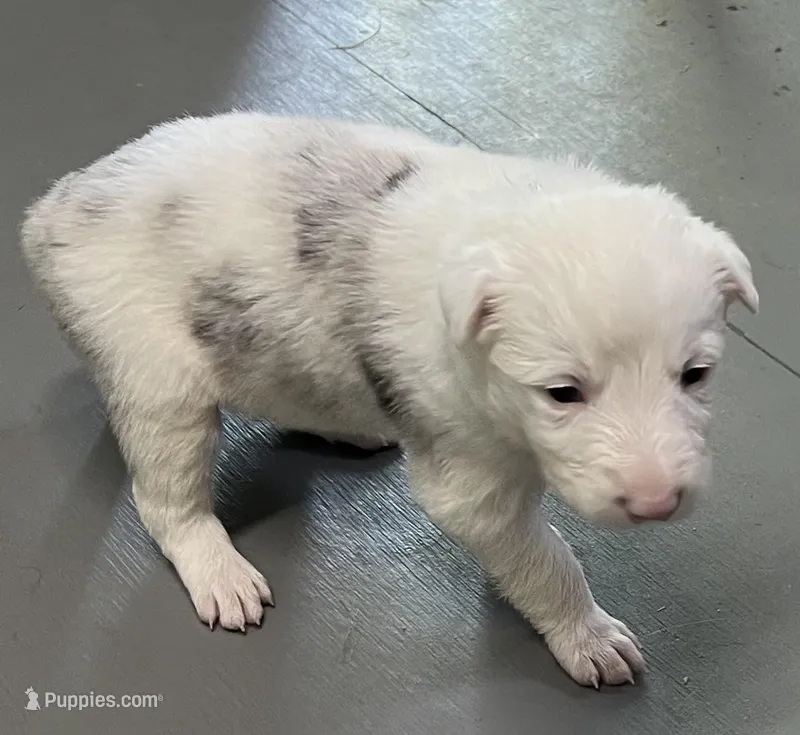 Lucky – Border Collie puppy for sale in Scottsburg, IN
