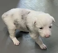 Lucky, a male Border Collie for sale in Scottsburg, IN – Photo 1 of 5
