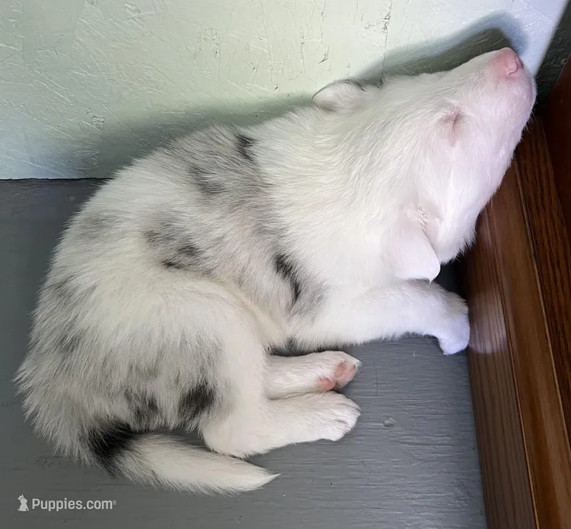 Lucky – Border Collie puppy for sale in Scottsburg, IN