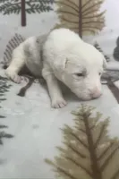 Lucky, a male Border Collie for sale in Scottsburg, IN – Photo 2 of 5