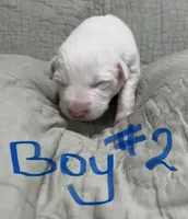 Lucky, a male Border Collie for sale in Scottsburg, IN – Photo 3 of 5