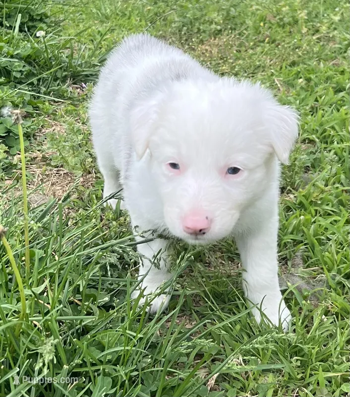 Lucky – Border Collie puppy for sale in Scottsburg, IN
