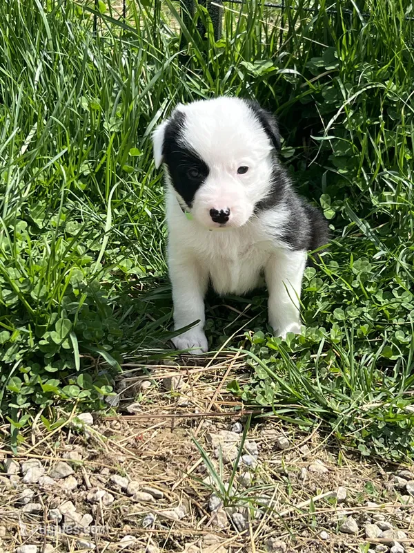 Shamrock – Border Collie puppy on hold in Scottsburg, IN