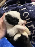 Shamrock, a female Border Collie for sale in Scottsburg, IN – Photo 4 of 4