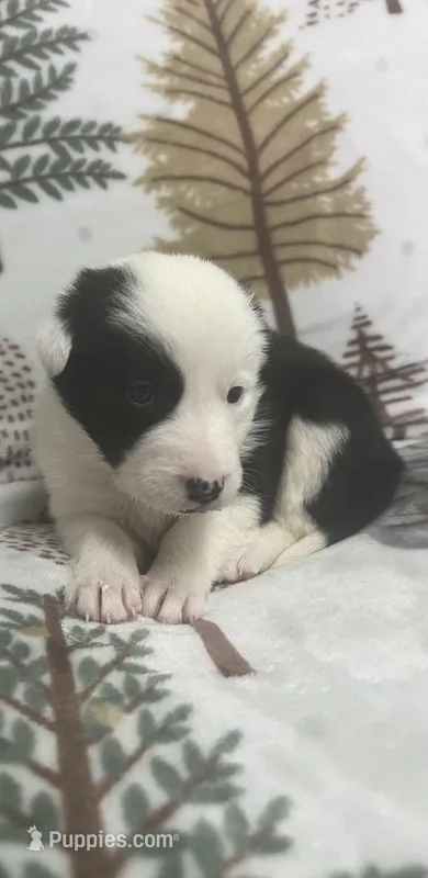 Shamrock – Border Collie puppy for sale in Scottsburg, IN