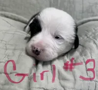 Shamrock, a female Border Collie for sale in Scottsburg, IN – Photo 2 of 4