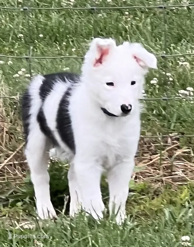 Clover – Border Collie puppy for sale in Scottsburg, IN